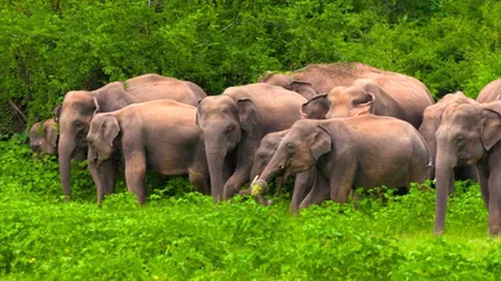 হাতি